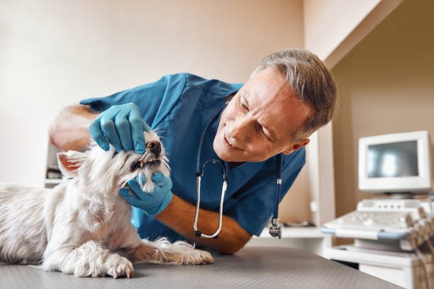 Best Urgent Dental Care in Elkton, VA